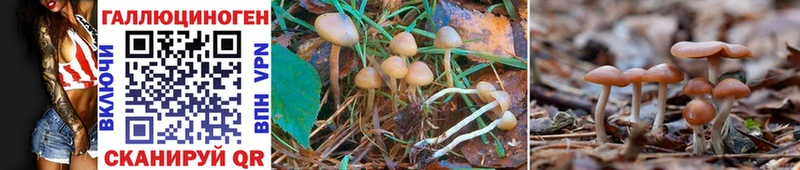 Галлюциногенные грибы мицелий  Кукмор 